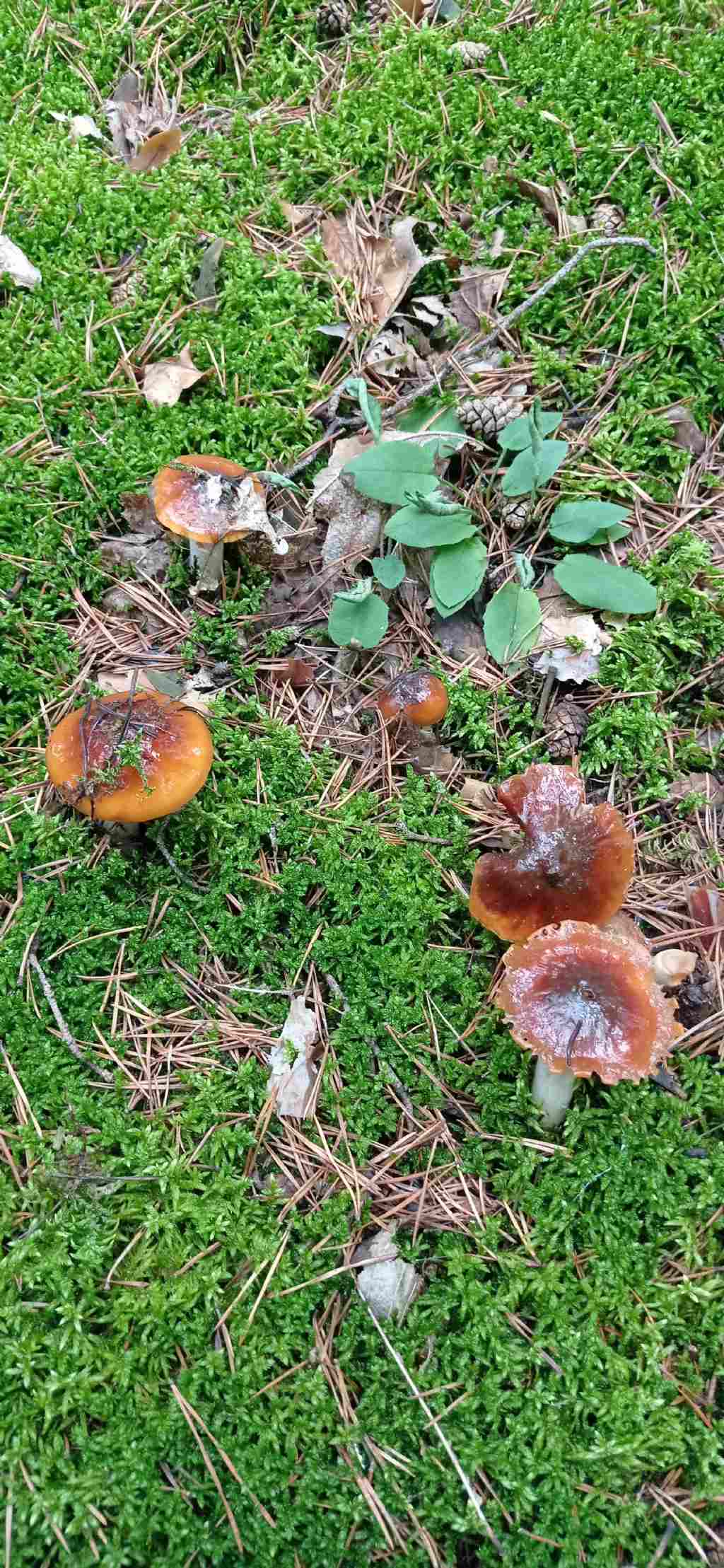 Cortinarius mucosus